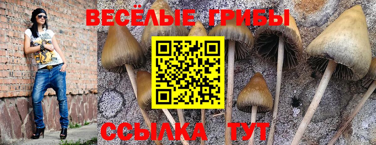 Псилоцибиновые грибы Psilocybe Коряжма